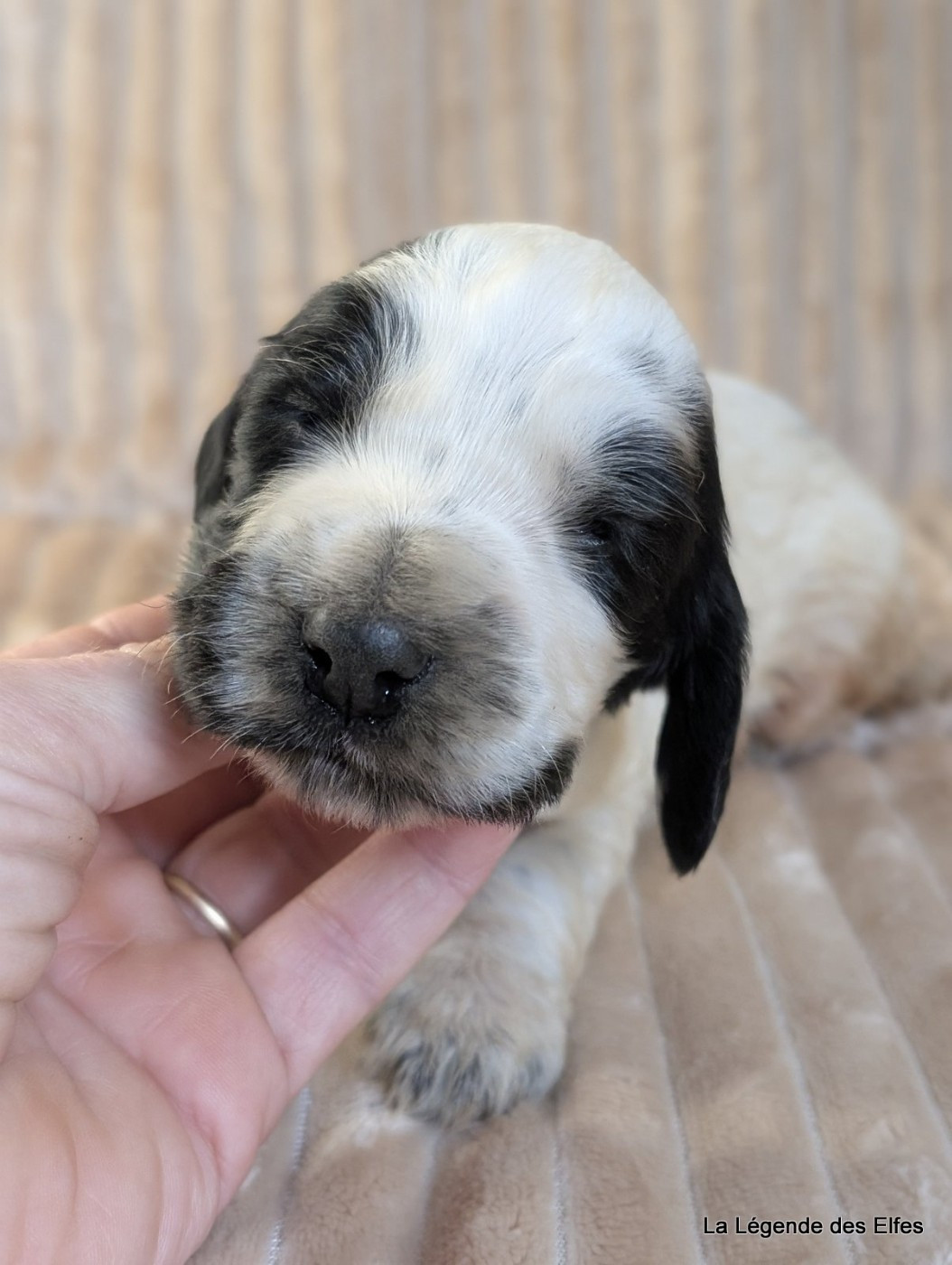 de la légende des elfes - Chiots disponibles - Cocker Spaniel Anglais