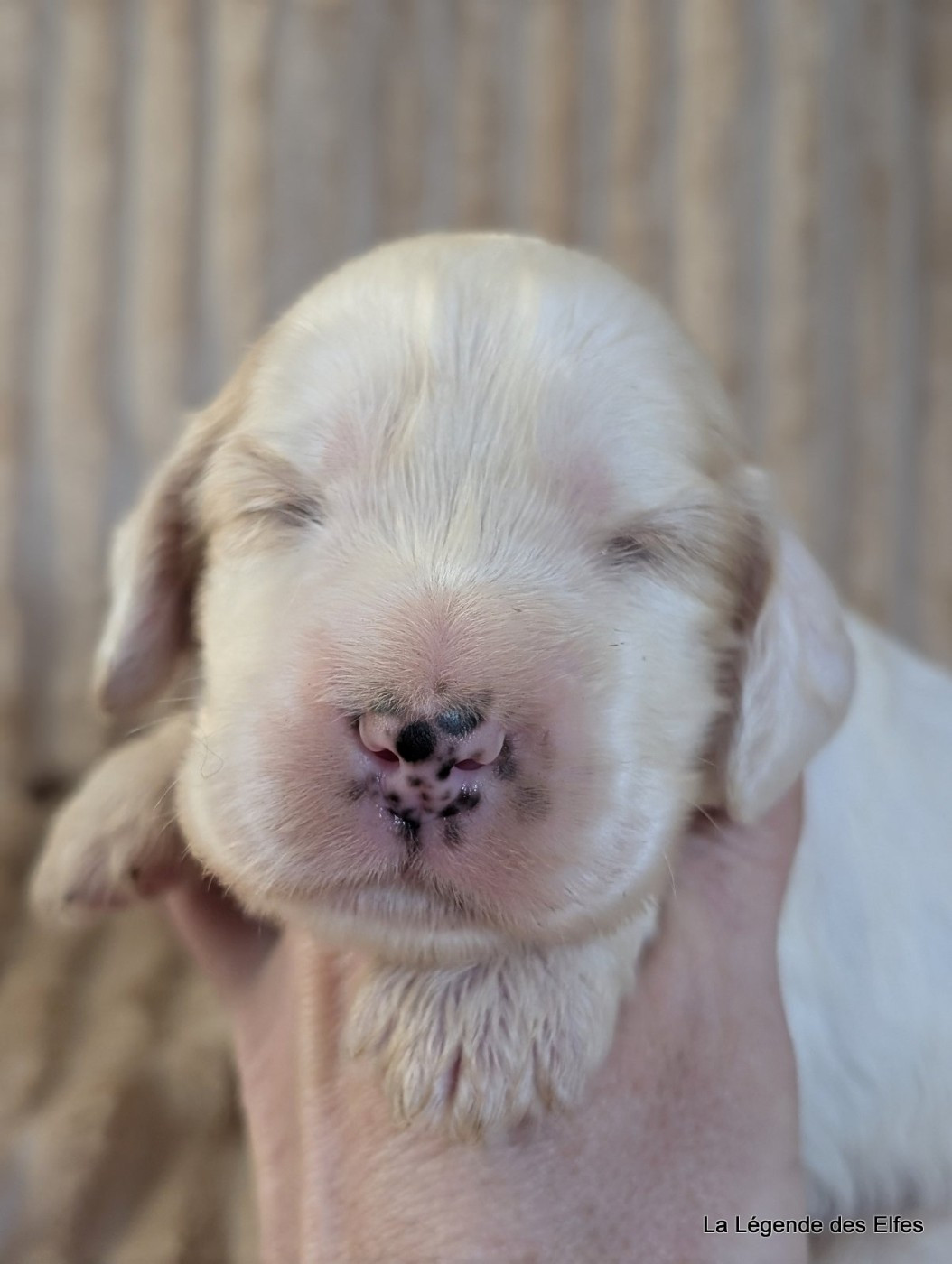 de la légende des elfes - Chiots disponibles - Cocker Spaniel Anglais