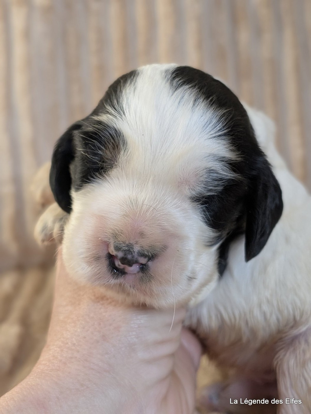 de la légende des elfes - Chiots disponibles - Cocker Spaniel Anglais