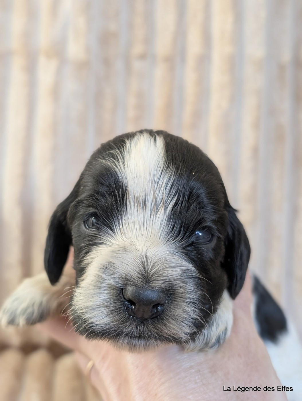 de la légende des elfes - Chiots disponibles - Cocker Spaniel Anglais