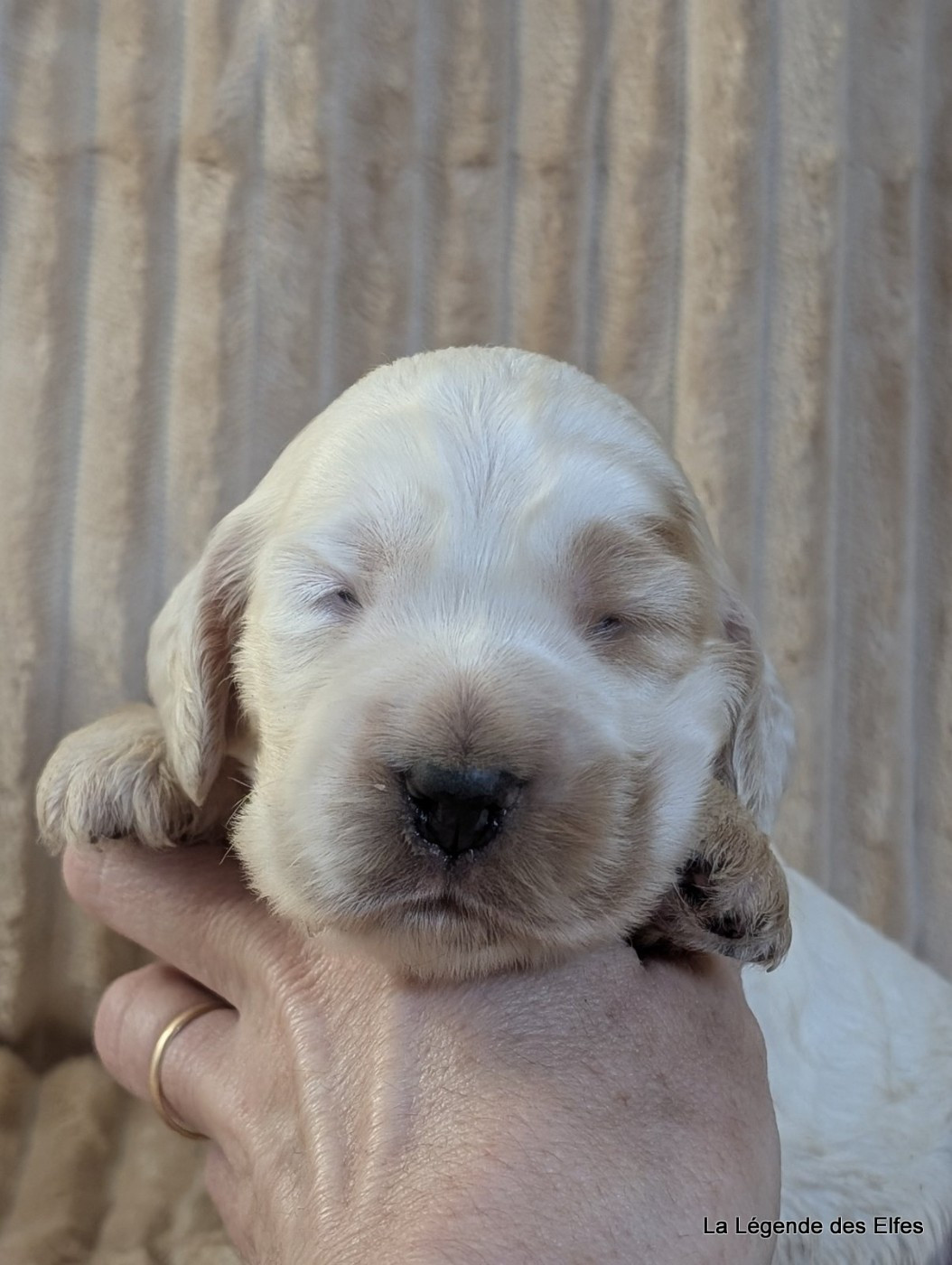 de la légende des elfes - Chiots disponibles - Cocker Spaniel Anglais
