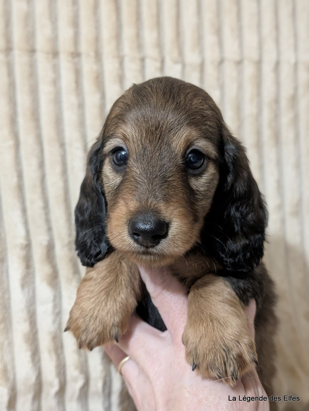 de la légende des elfes - Chiots disponibles - Teckel poil long