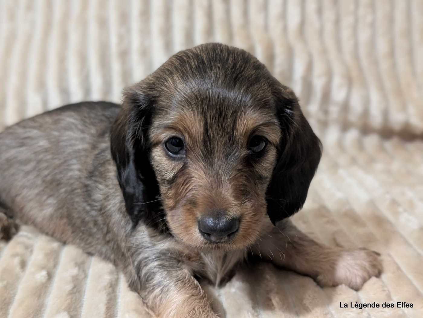 de la légende des elfes - Teckel poil long - Portée née le 02/11/2025
