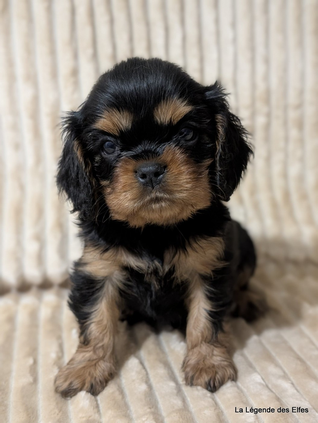 de la légende des elfes - Chiots disponibles - Cavalier King Charles Spaniel