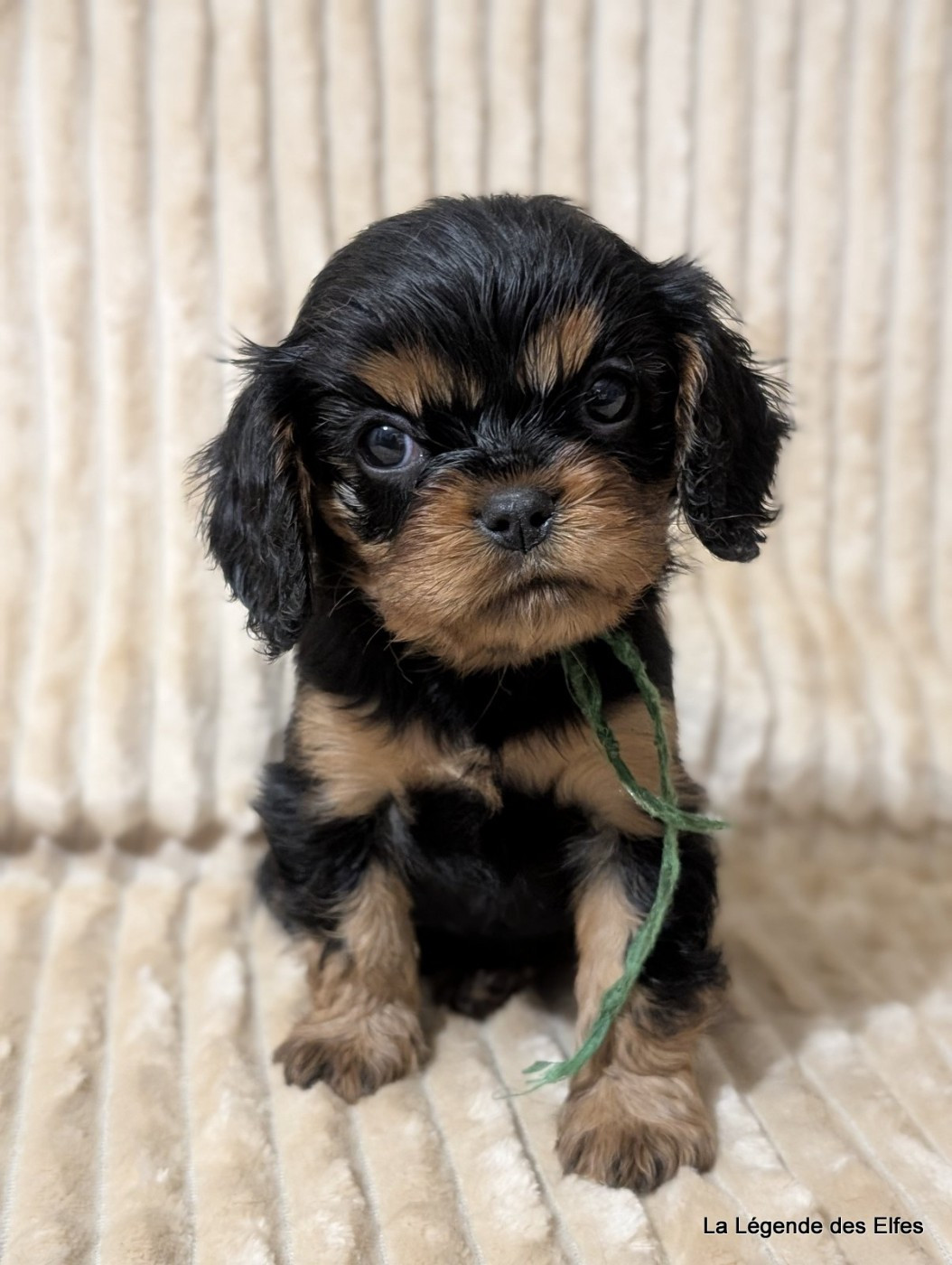 de la légende des elfes - Chiots disponibles - Cavalier King Charles Spaniel