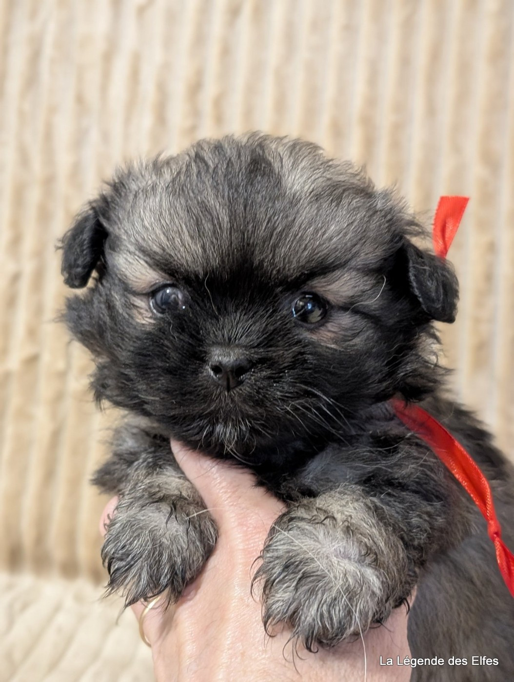 de la légende des elfes - Chiots disponibles - Epagneul tibetain