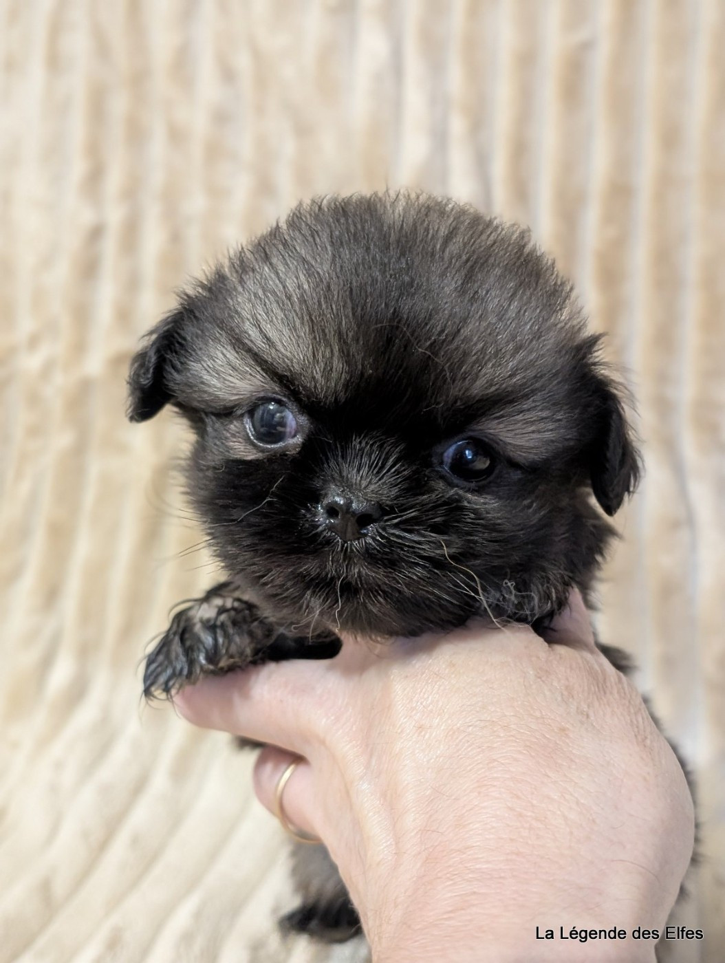 de la légende des elfes - Chiots disponibles - Epagneul tibetain
