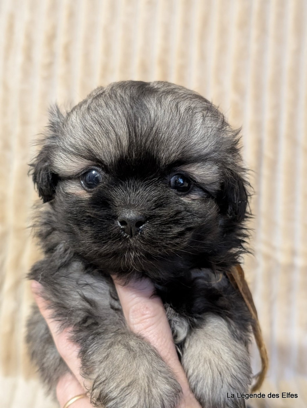 de la légende des elfes - Chiots disponibles - Epagneul tibetain