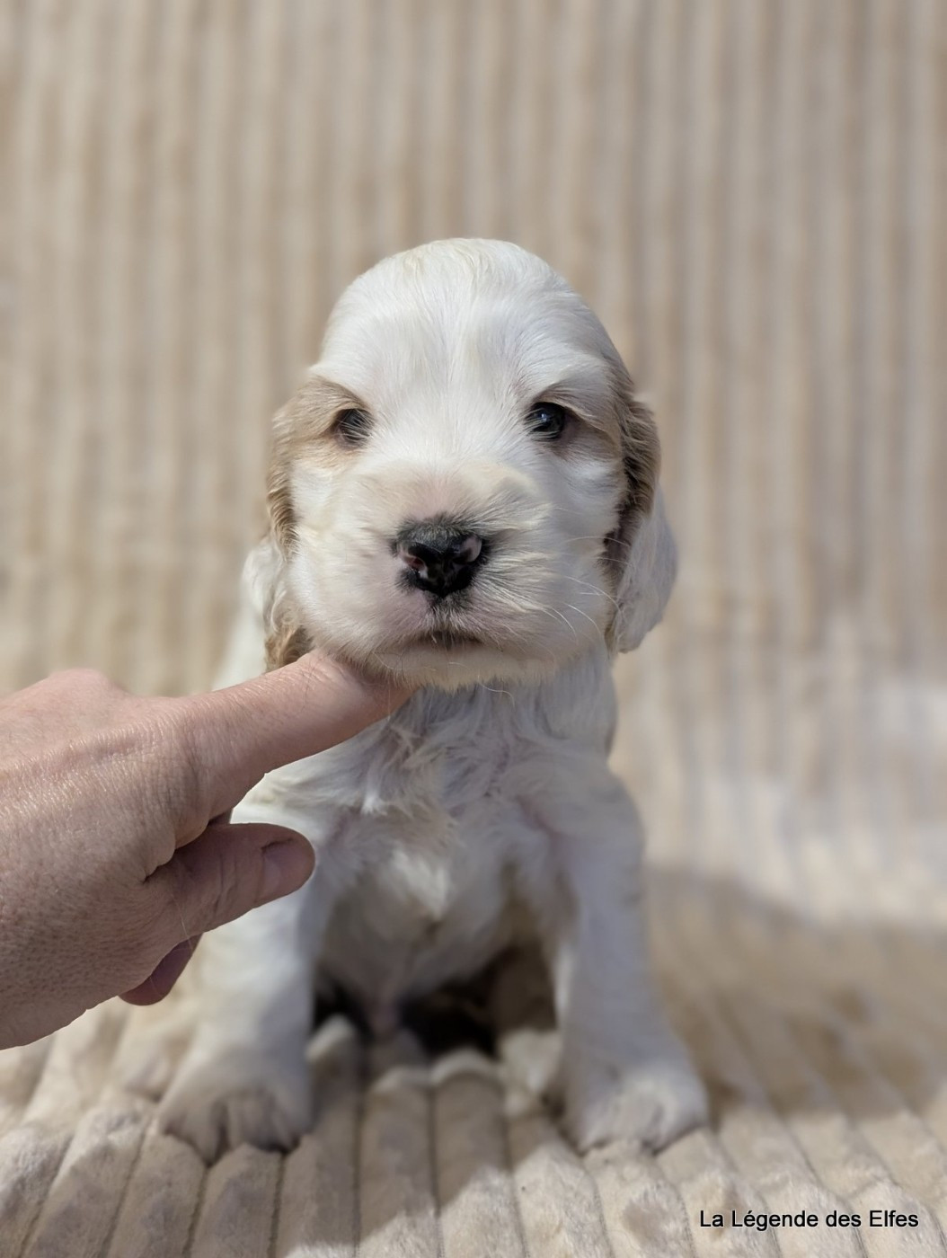 de la légende des elfes - Chiots disponibles - Cocker Spaniel Anglais