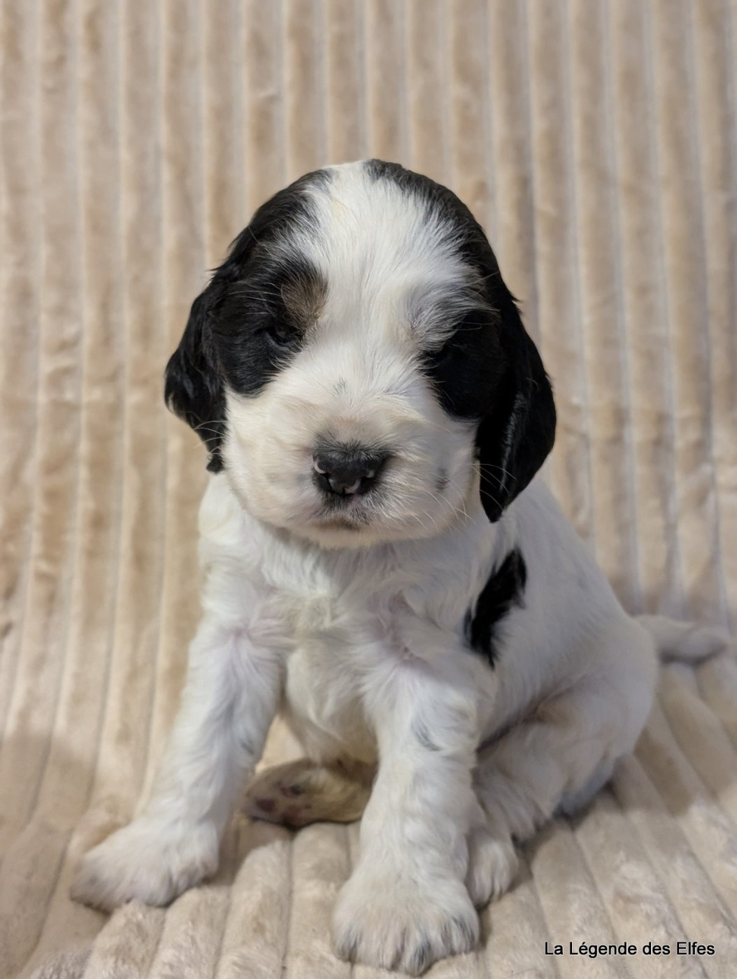 de la légende des elfes - Chiots disponibles - Cocker Spaniel Anglais