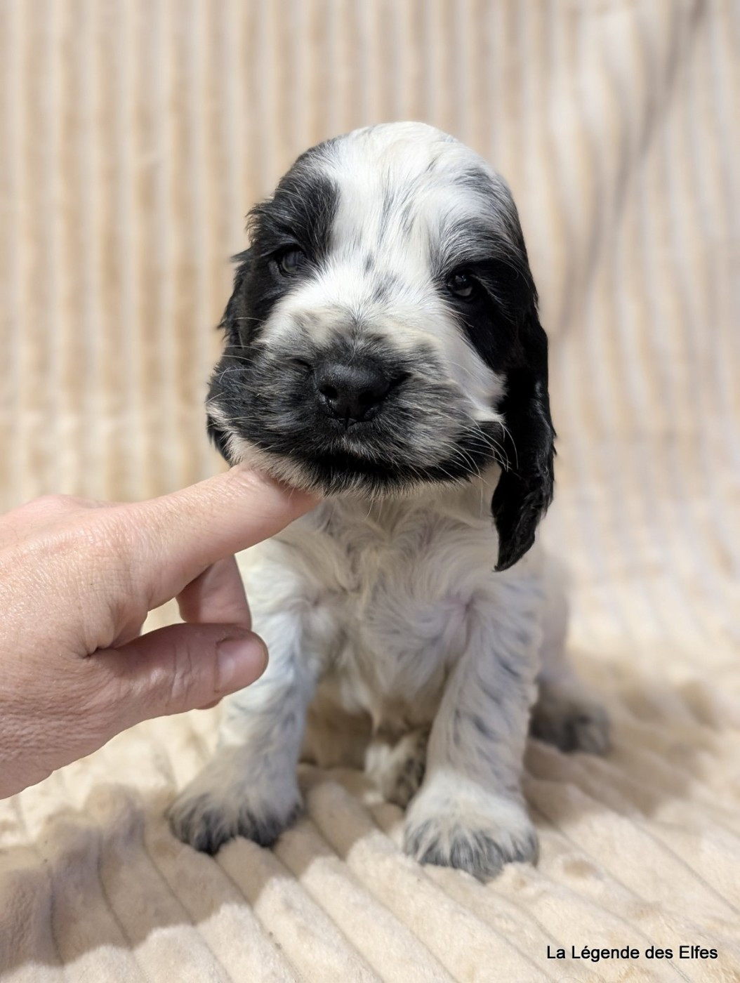 de la légende des elfes - Chiots disponibles - Cocker Spaniel Anglais