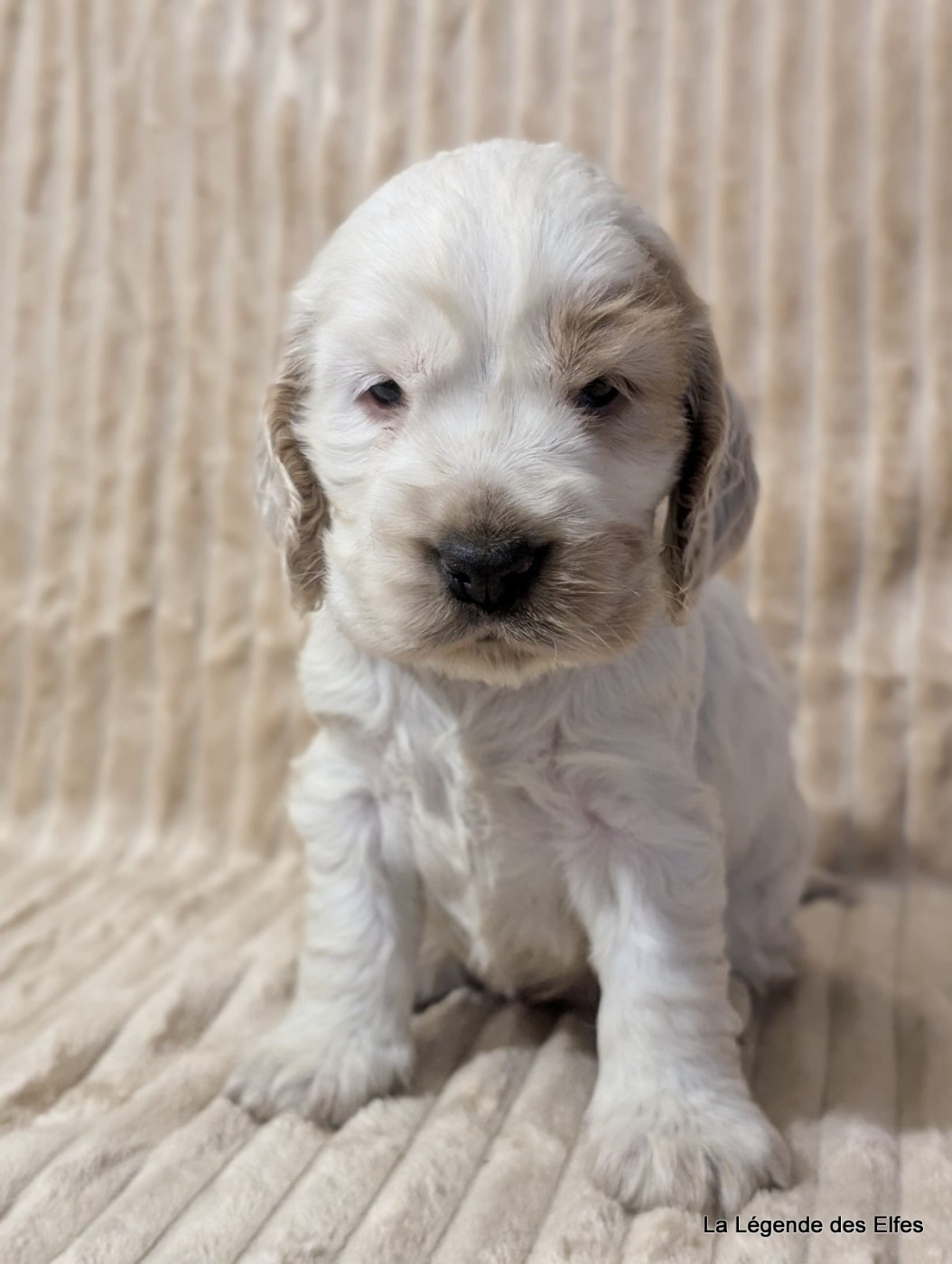de la légende des elfes - Cocker Spaniel Anglais - Portée née le 15/11/2025