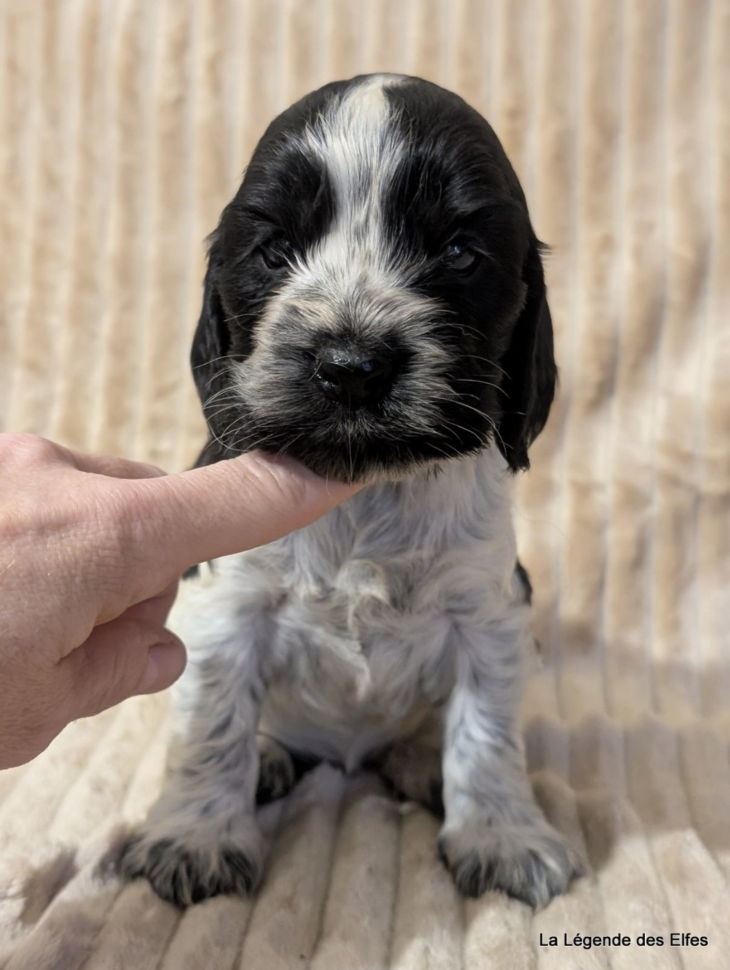 de la légende des elfes - Chiots disponibles - Cocker Spaniel Anglais