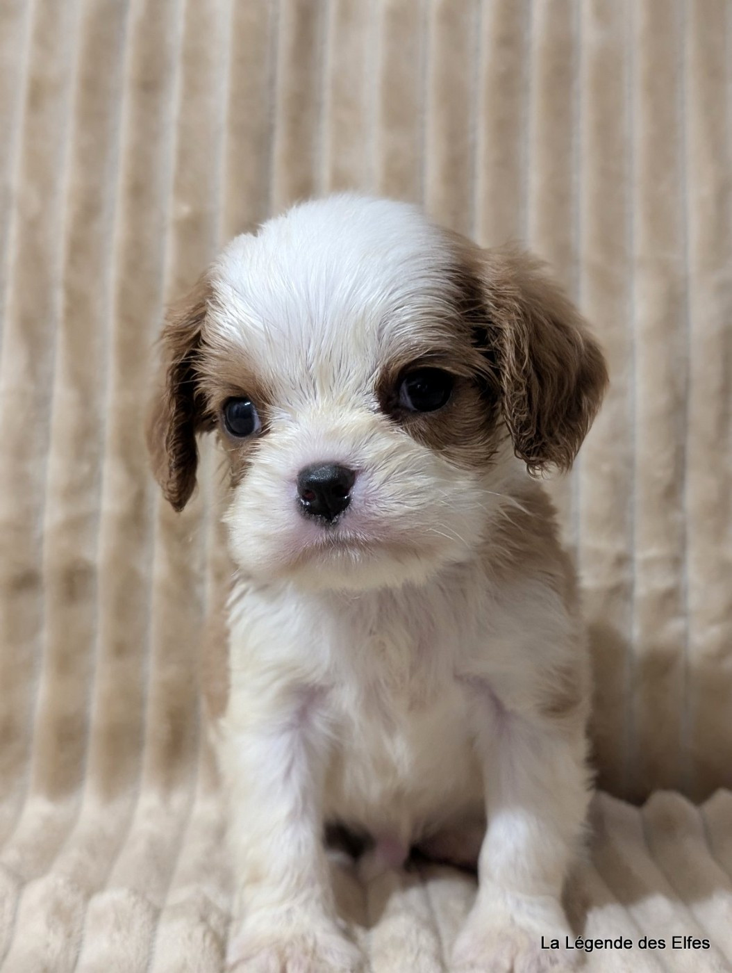 de la légende des elfes - Chiots disponibles - Cavalier King Charles Spaniel