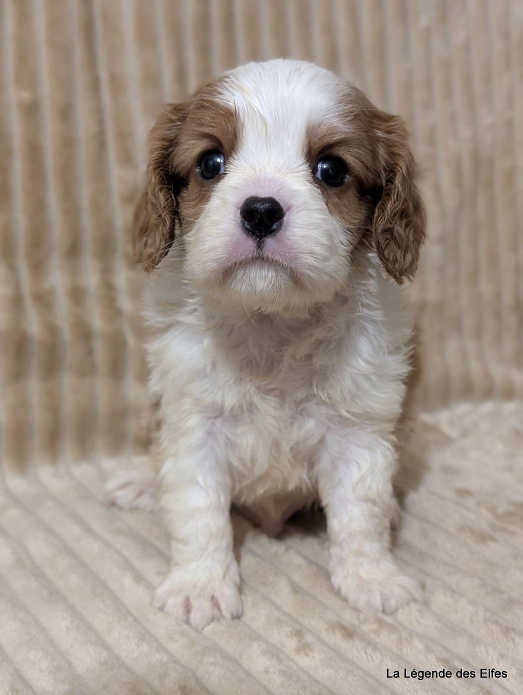 de la légende des elfes - Chiots disponibles - Cavalier King Charles Spaniel