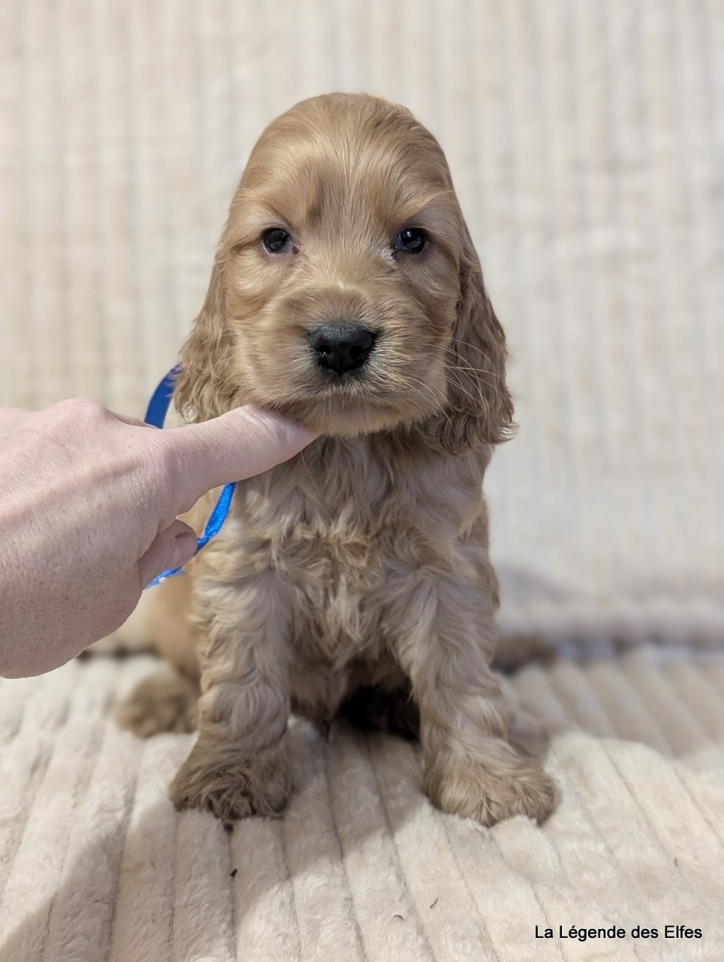 de la légende des elfes - Chiots disponibles - Cocker Spaniel Anglais