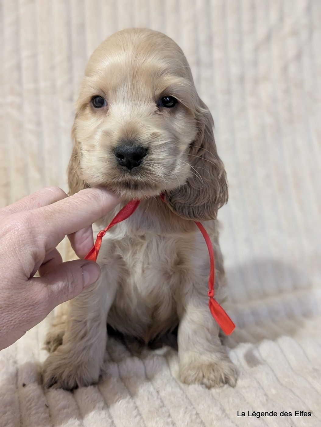 de la légende des elfes - Chiots disponibles - Cocker Spaniel Anglais