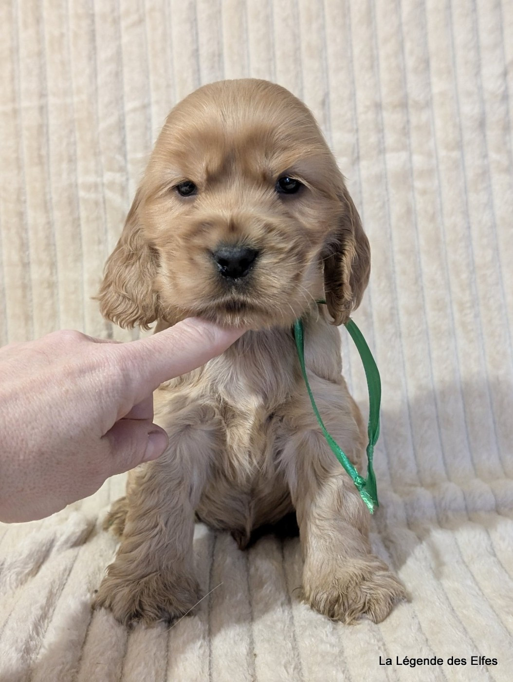 de la légende des elfes - Chiots disponibles - Cocker Spaniel Anglais