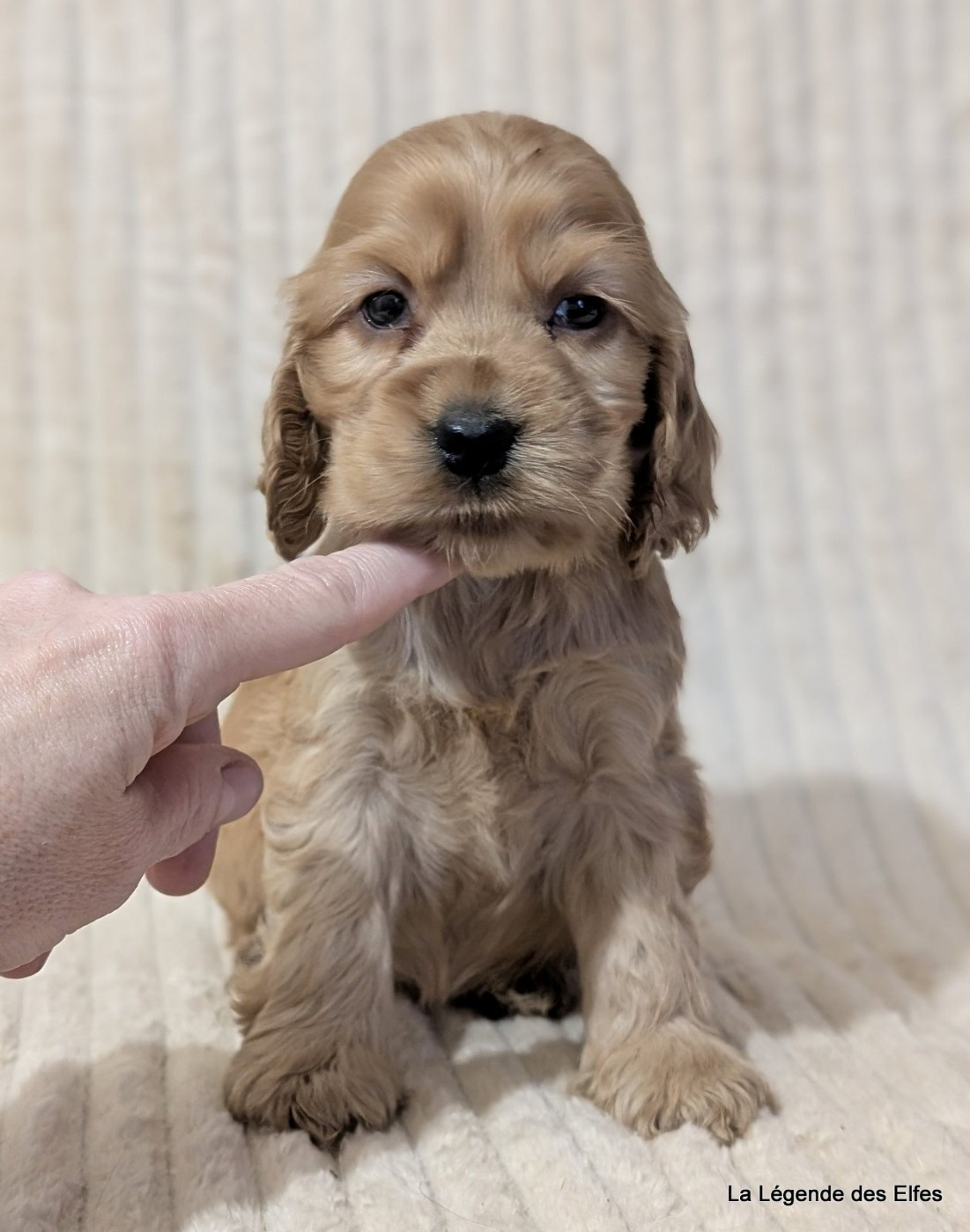 de la légende des elfes - Chiots disponibles - Cocker Spaniel Anglais