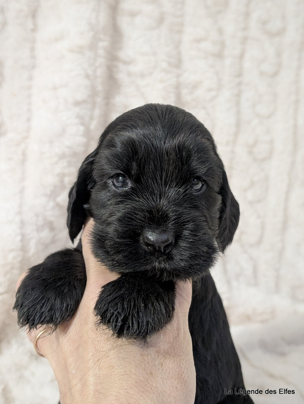 de la légende des elfes - Cocker Spaniel Anglais - Portée née le 21/12/2025