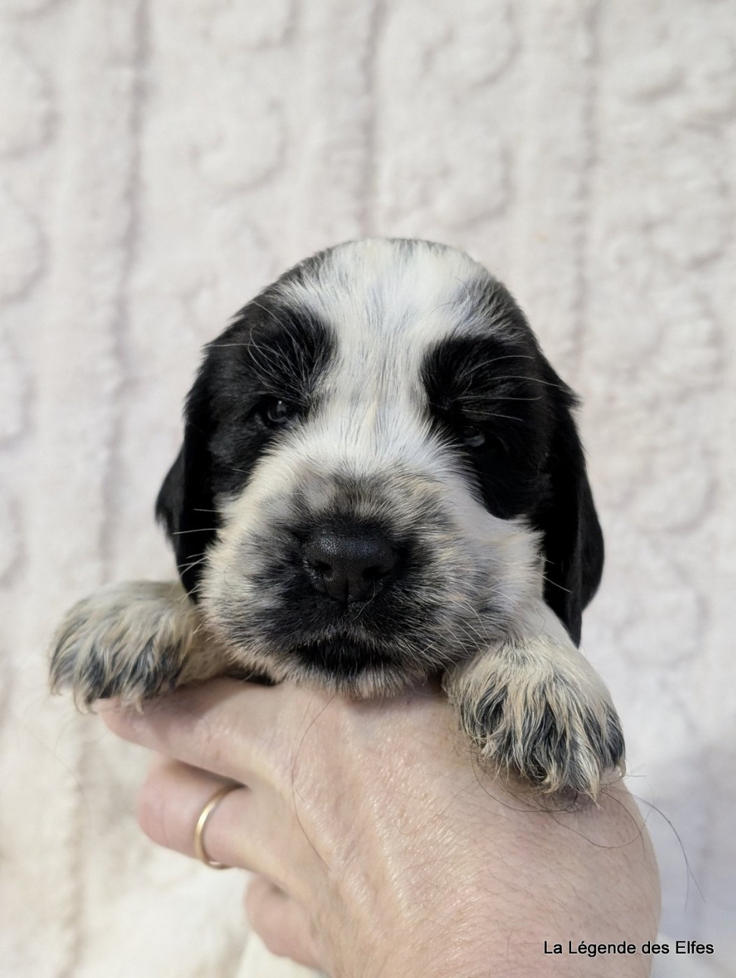 de la légende des elfes - Chiots disponibles - Cocker Spaniel Anglais