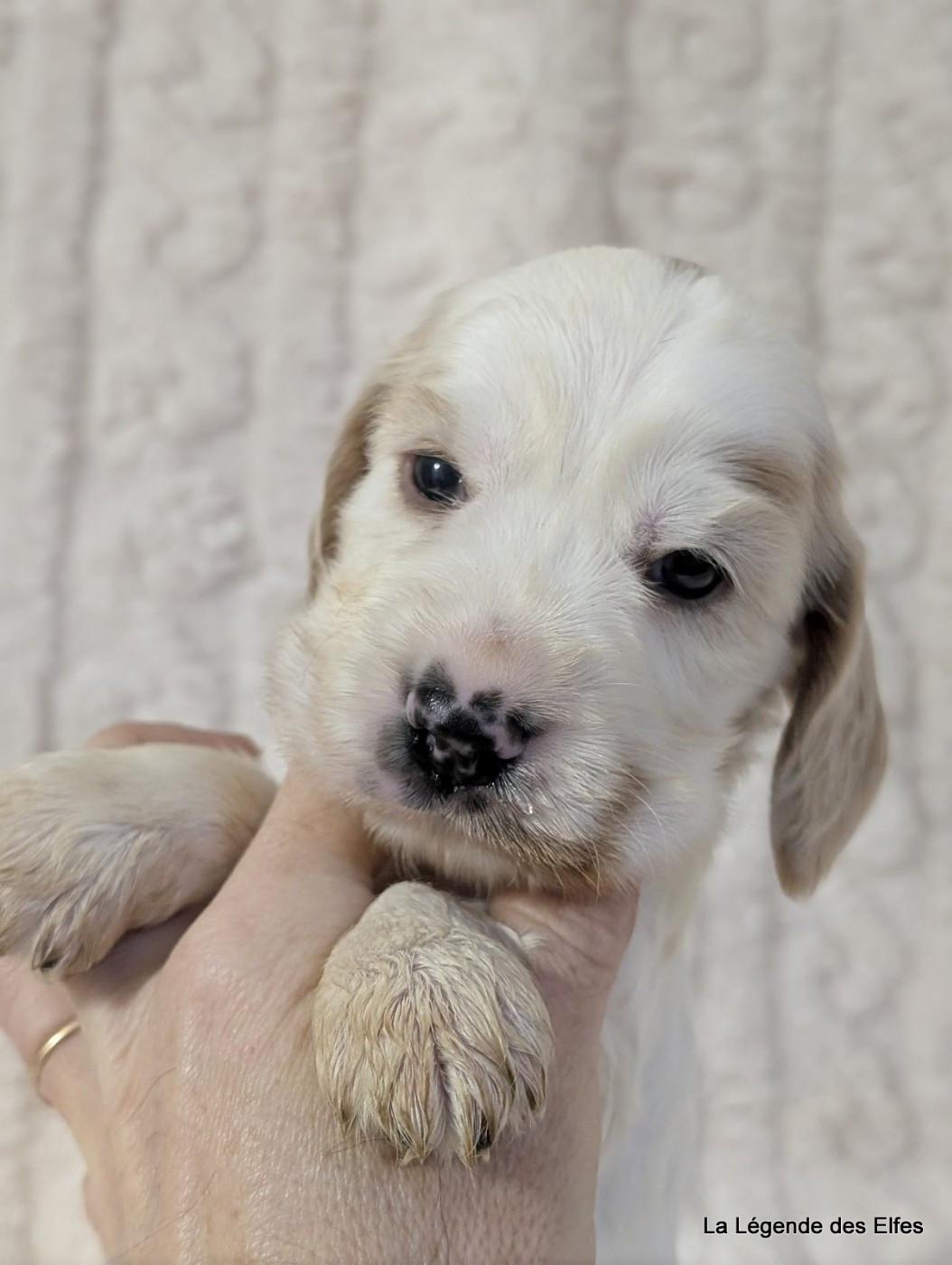 de la légende des elfes - Chiots disponibles - Cocker Spaniel Anglais