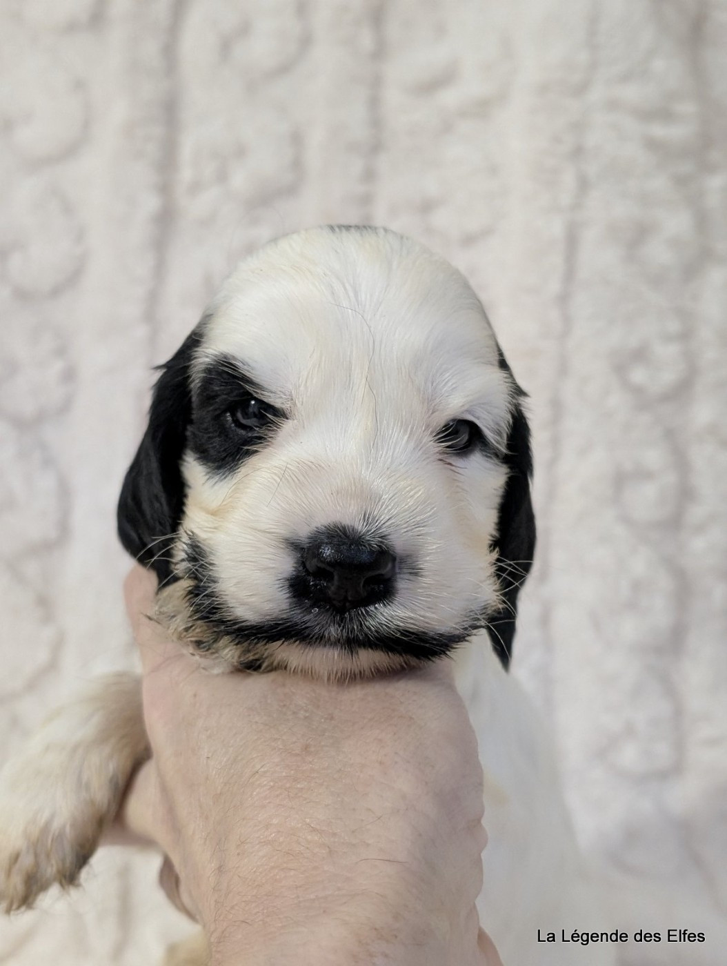 de la légende des elfes - Chiots disponibles - Cocker Spaniel Anglais