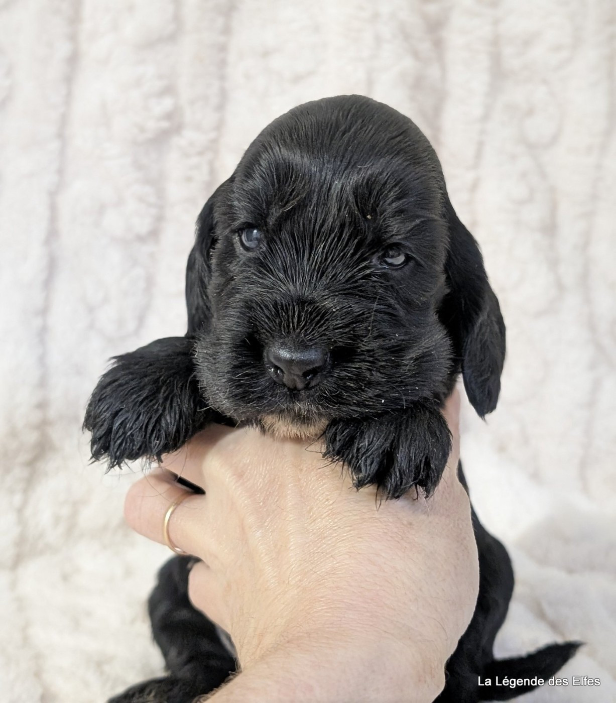 de la légende des elfes - Chiots disponibles - Cocker Spaniel Anglais
