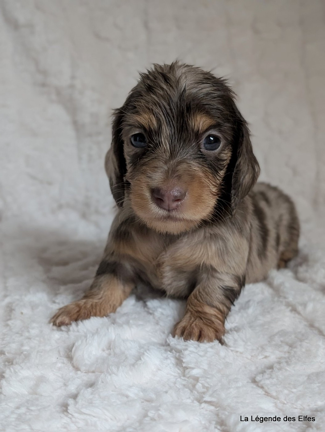 de la légende des elfes - Chiots disponibles - Teckel poil long