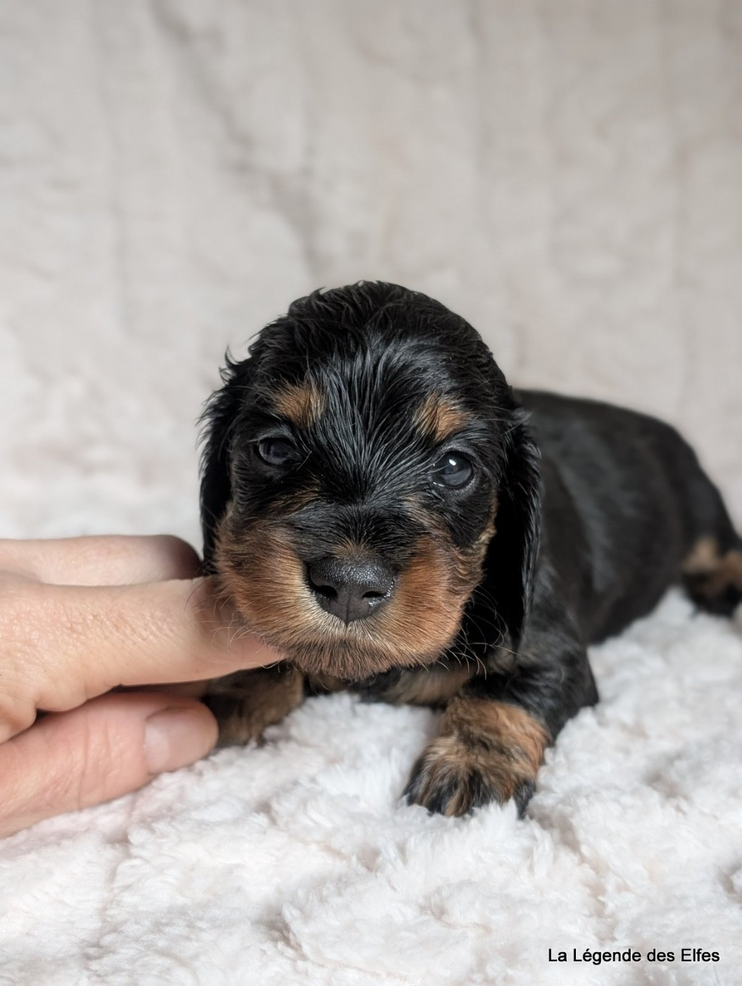 de la légende des elfes - Chiots disponibles - Teckel poil long