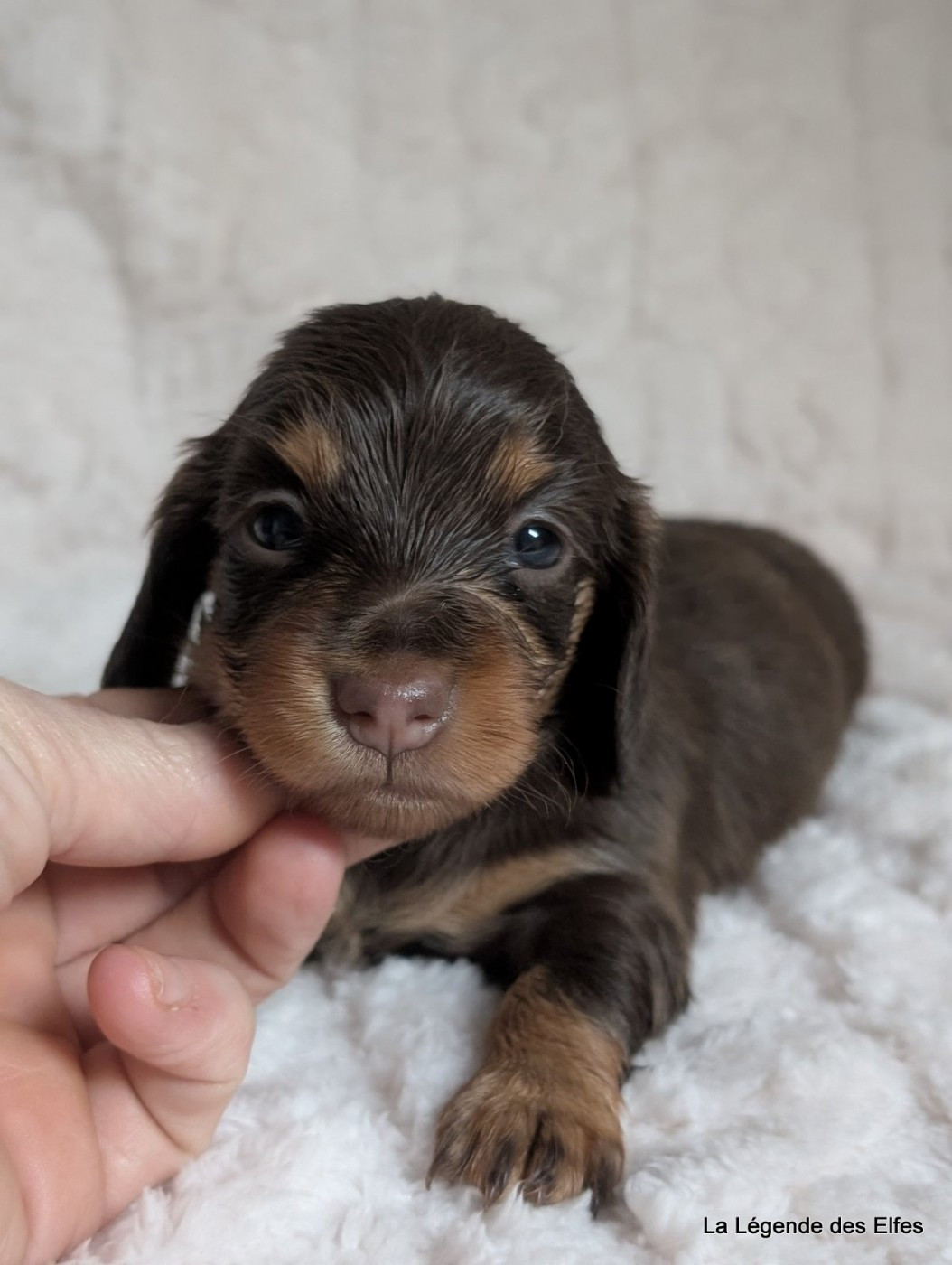 de la légende des elfes - Chiots disponibles - Teckel poil long