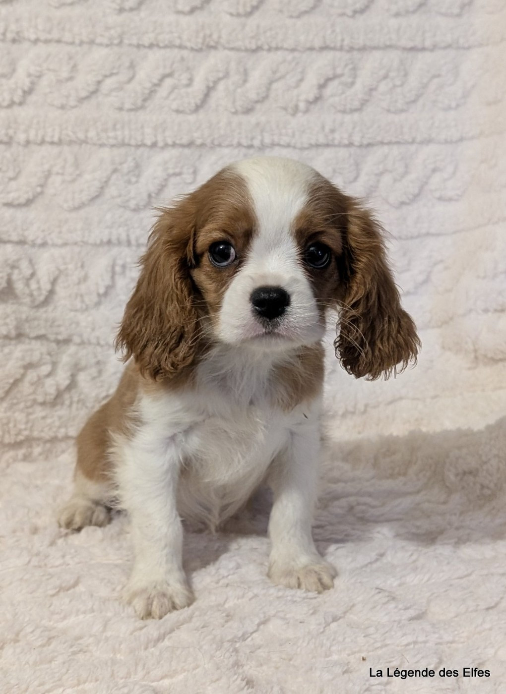 de la légende des elfes - Chiots disponibles - Cavalier King Charles Spaniel