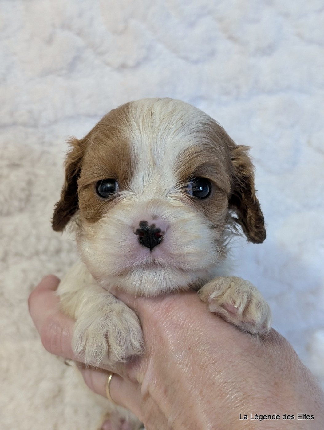 de la légende des elfes - Chiots disponibles - Cavalier King Charles Spaniel