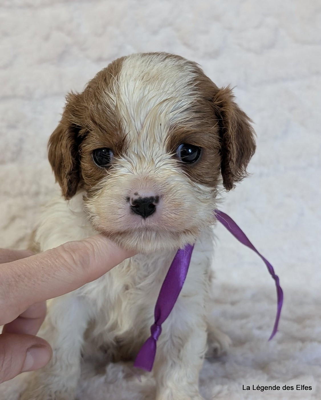 de la légende des elfes - Chiots disponibles - Cavalier King Charles Spaniel