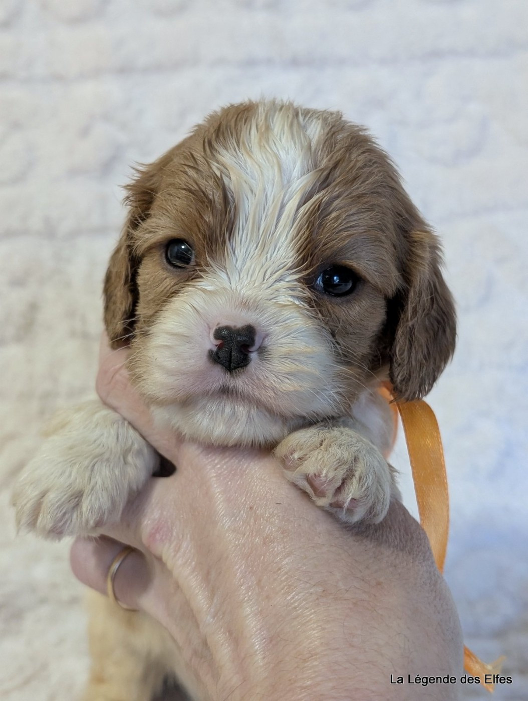 de la légende des elfes - Chiots disponibles - Cavalier King Charles Spaniel