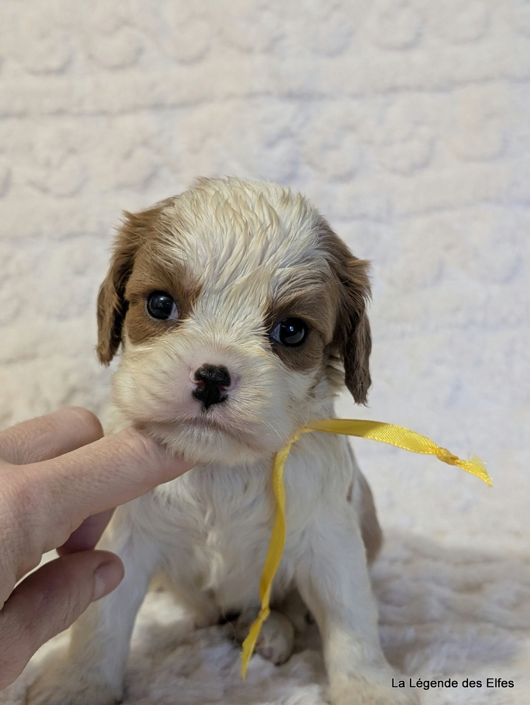 de la légende des elfes - Chiots disponibles - Cavalier King Charles Spaniel