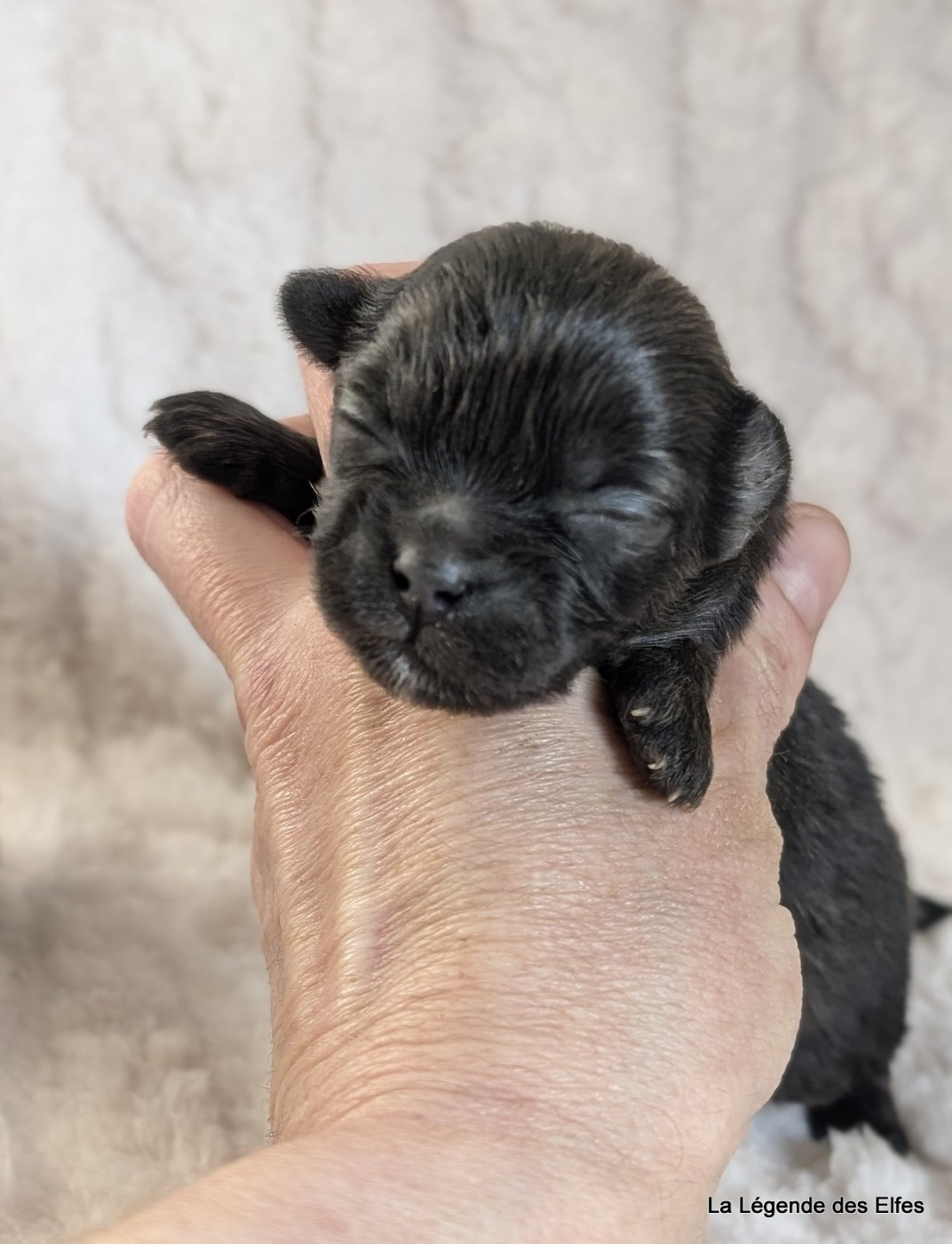 de la légende des elfes - Chiots disponibles - Epagneul tibetain