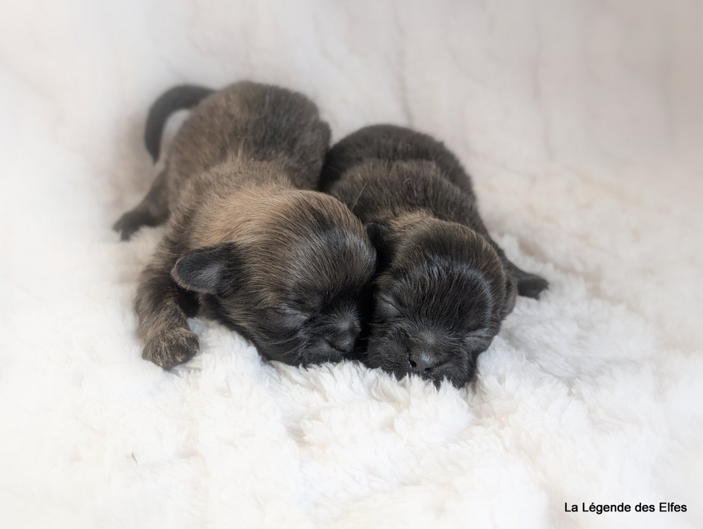 Chiot Epagneul tibetain de la légende des elfes