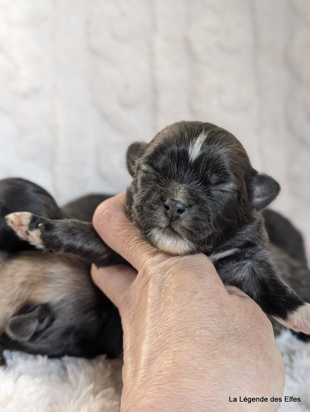 de la légende des elfes - Chiots disponibles - Epagneul tibetain