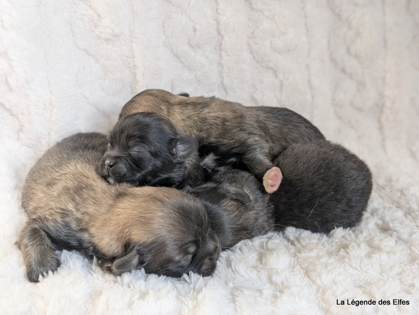 de la légende des elfes - Chiots disponibles - Epagneul tibetain