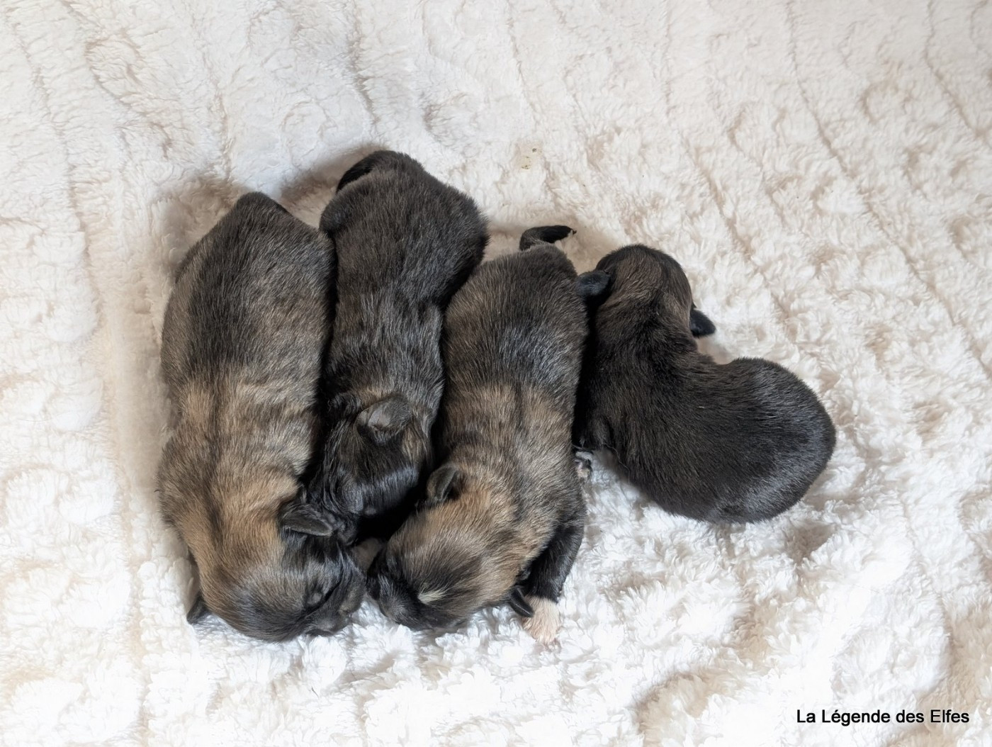 de la légende des elfes - Chiots disponibles - Epagneul tibetain