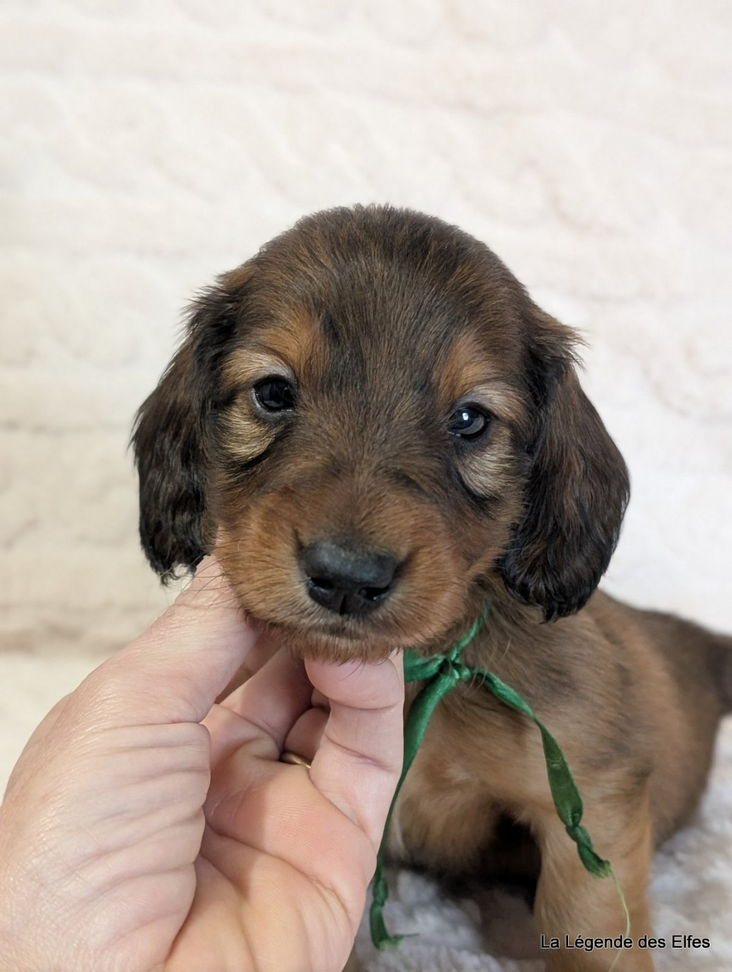 de la légende des elfes - Chiots disponibles - Teckel poil long