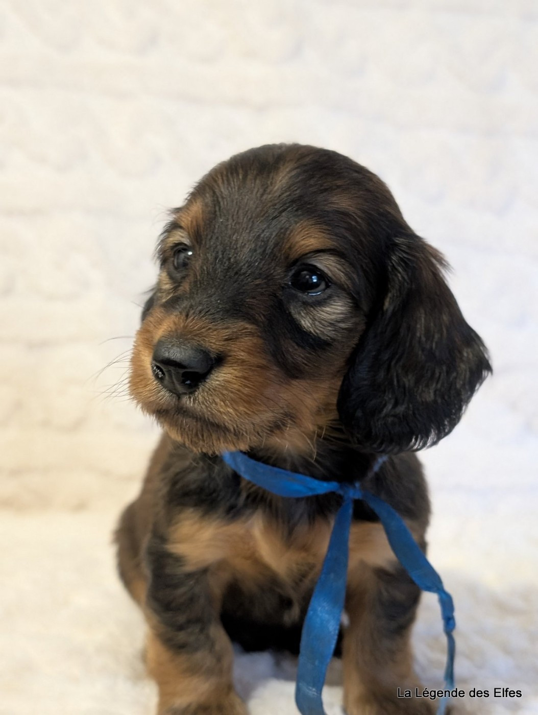 de la légende des elfes - Chiots disponibles - Teckel poil long
