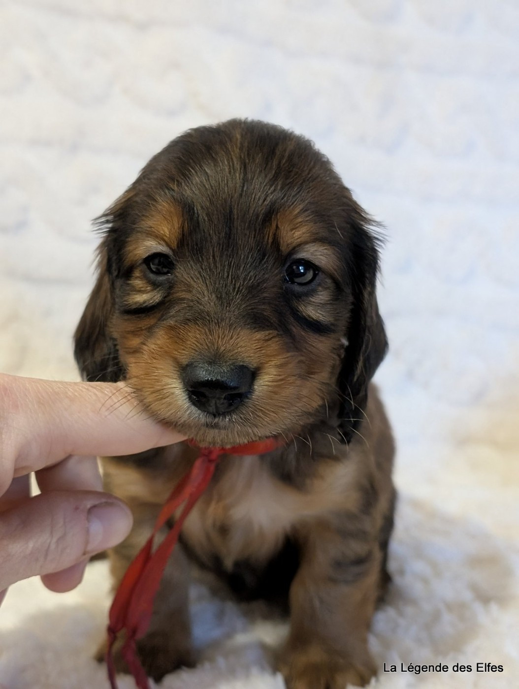 de la légende des elfes - Chiots disponibles - Teckel poil long