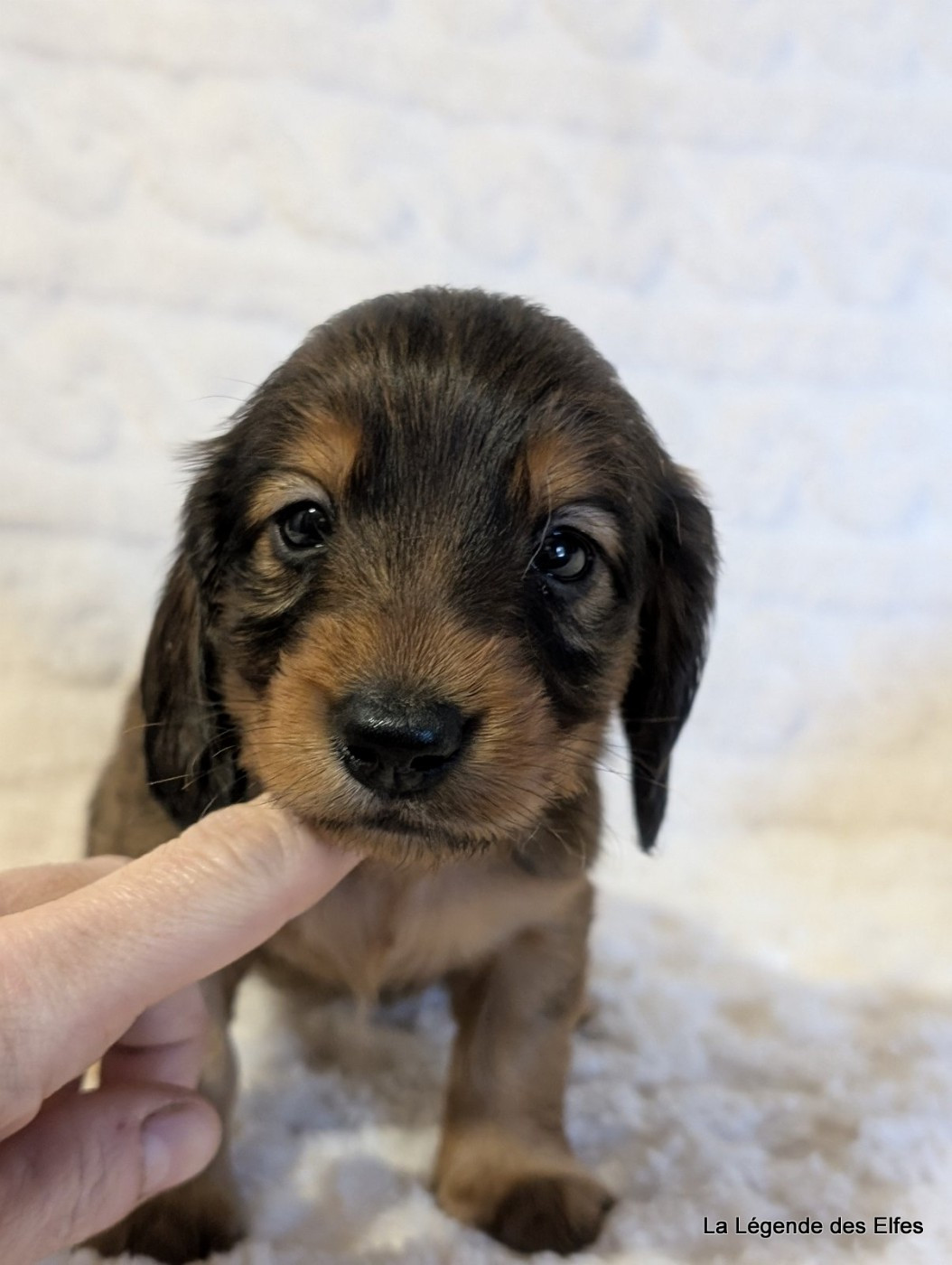 de la légende des elfes - Chiots disponibles - Teckel poil long