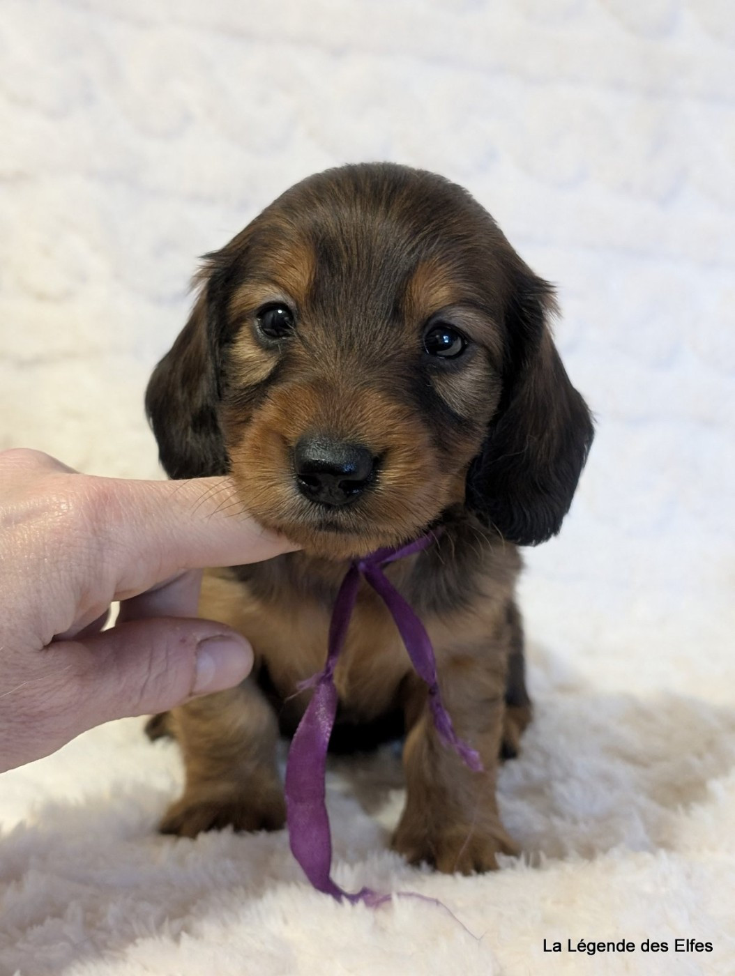 de la légende des elfes - Chiots disponibles - Teckel poil long