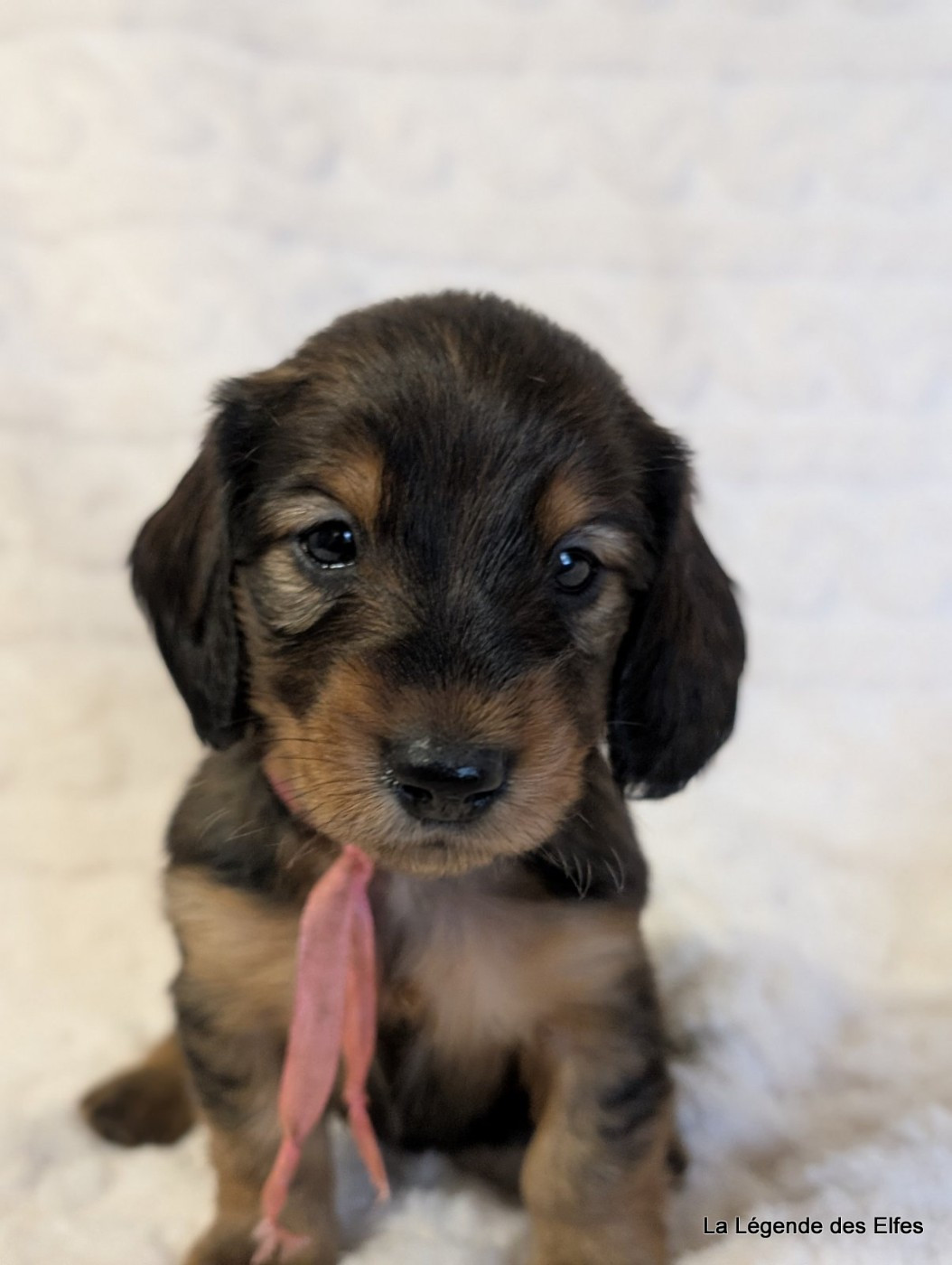 de la légende des elfes - Chiots disponibles - Teckel poil long