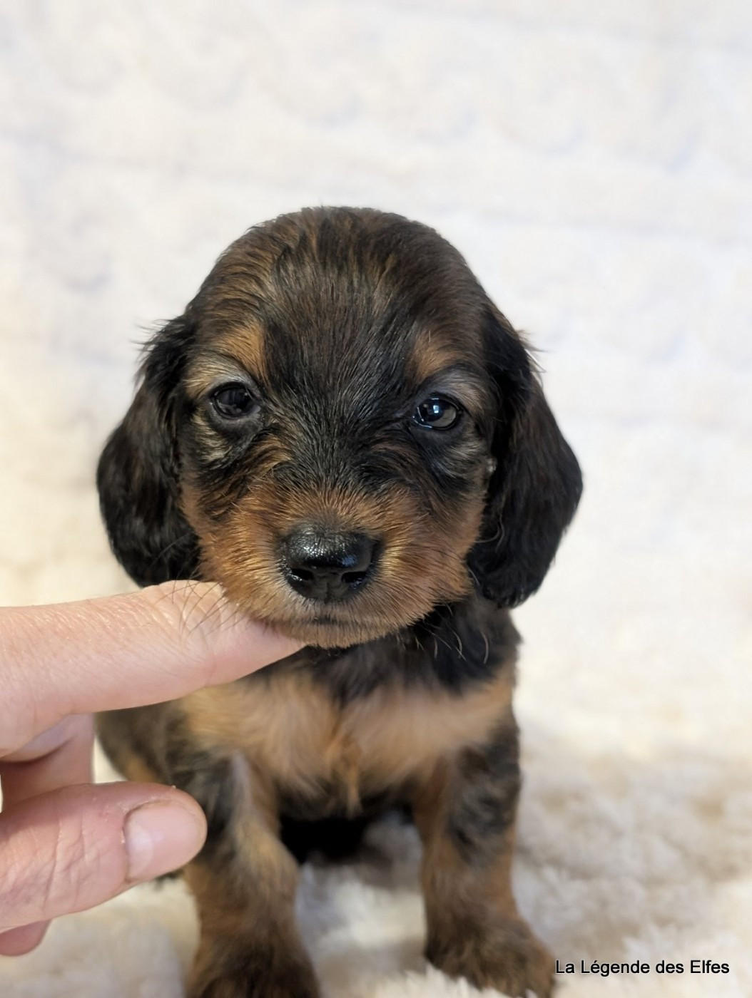 de la légende des elfes - Chiots disponibles - Teckel poil long