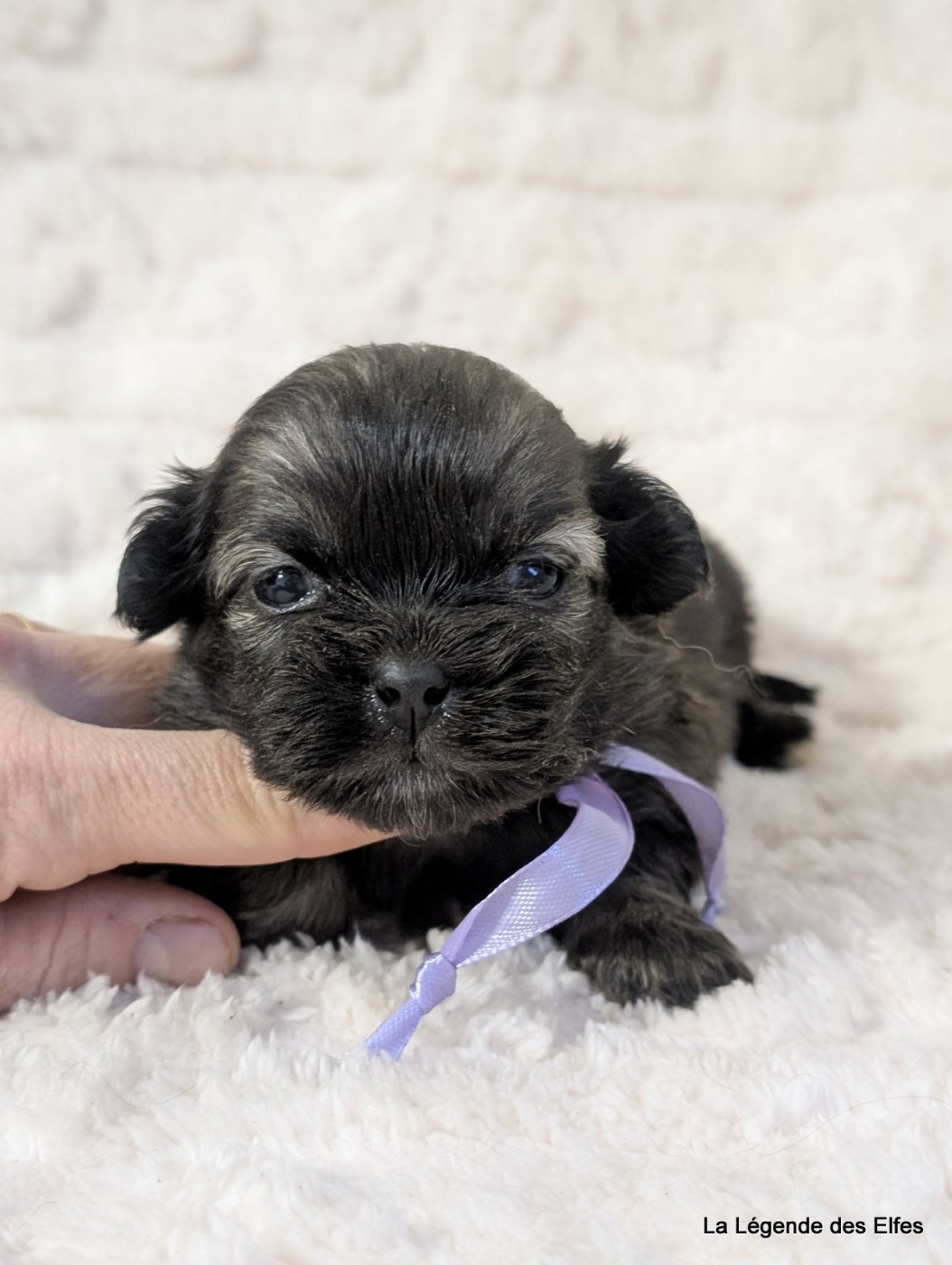 de la légende des elfes - Chiots disponibles - Epagneul tibetain