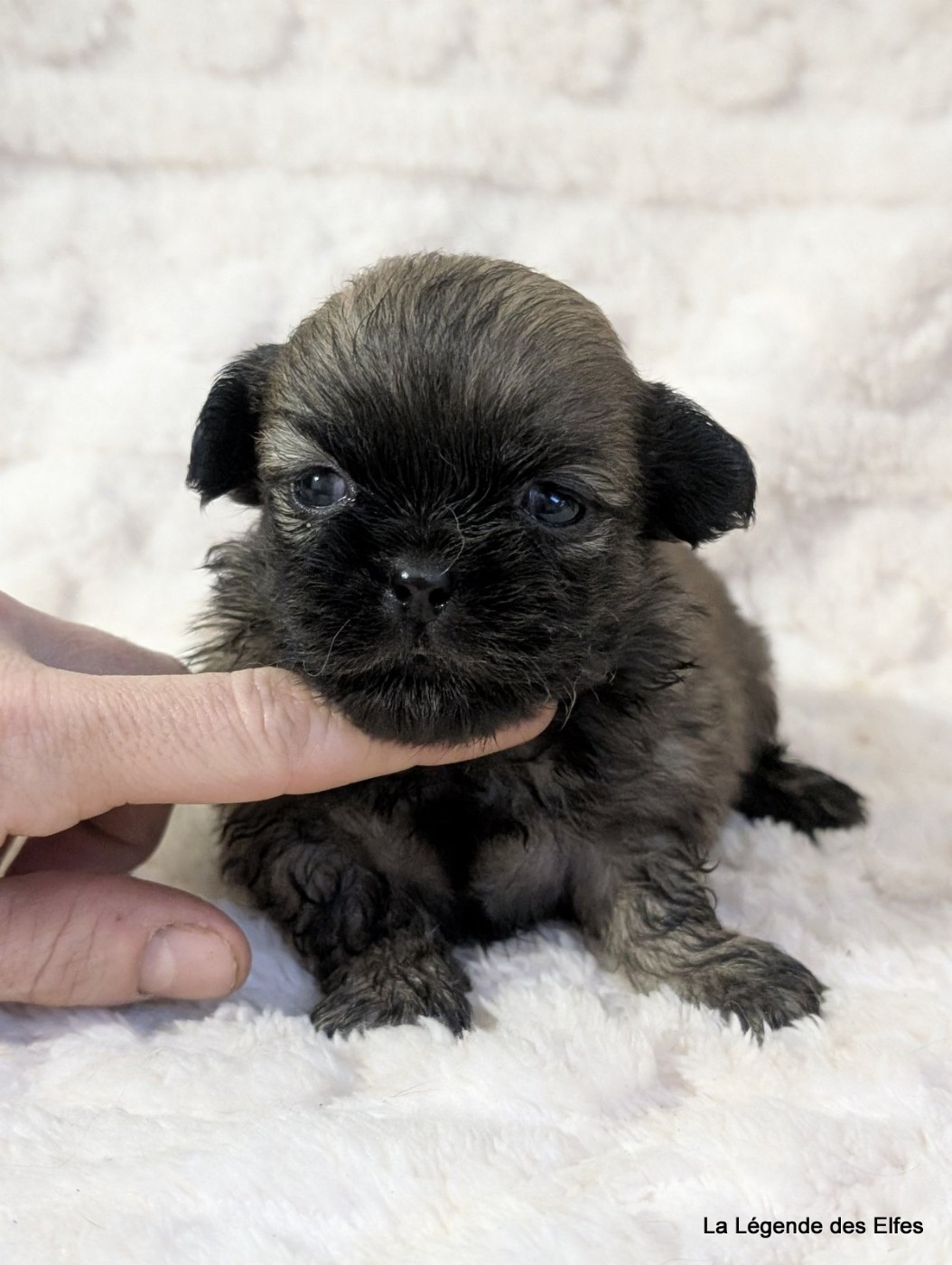 de la légende des elfes - Chiots disponibles - Epagneul tibetain